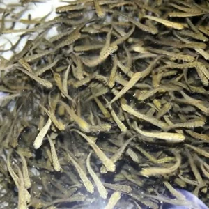 بچه‌ماهی قزل آلا